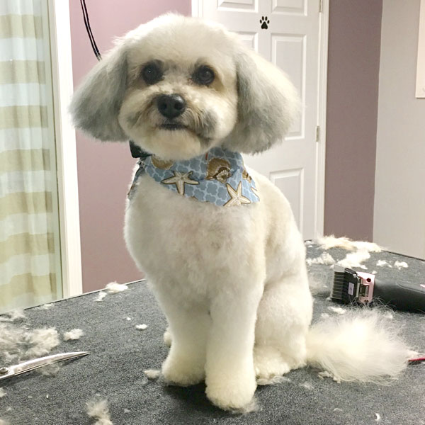 full grooming for dogs